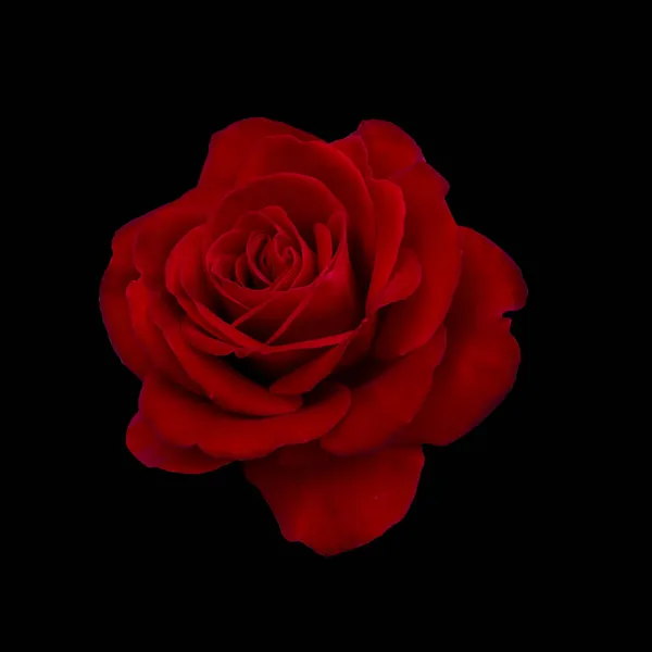 深红色的玫瑰在黑色背景上 — 图库照片
