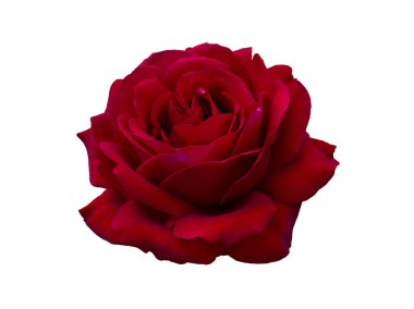 Beyaz arka planda izole edilmiş taze pembe gül.