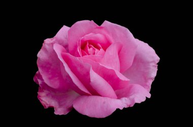 Pembe gül siyah bir arkaplanda izole edilmiş.