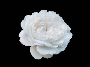 Siyah arkaplanda beyaz gül izole