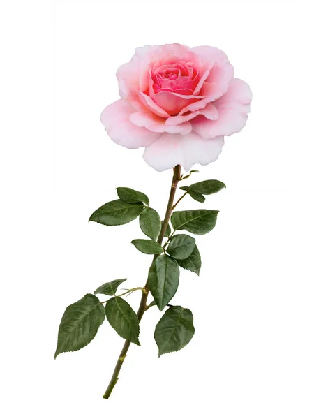 Delikatna różowa róża z zielonymi liśćmi na białym tle — Zdjęcie stockowe