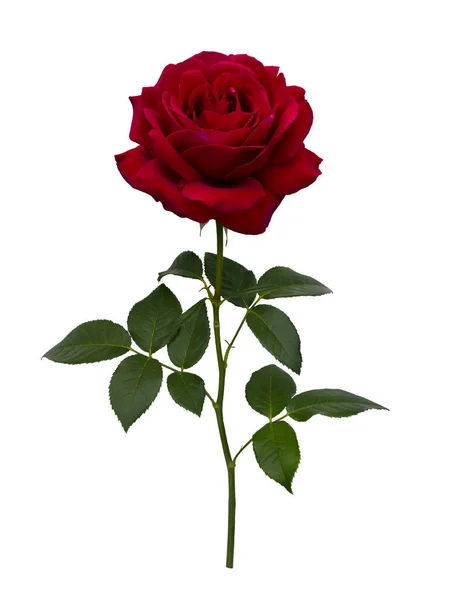 緑の葉を持つ濃い赤のバラ — ストック写真