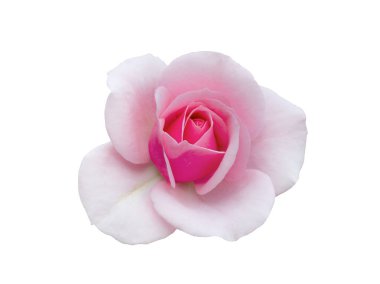 Beyaz arka planda izole edilmiş taze pembe gül.