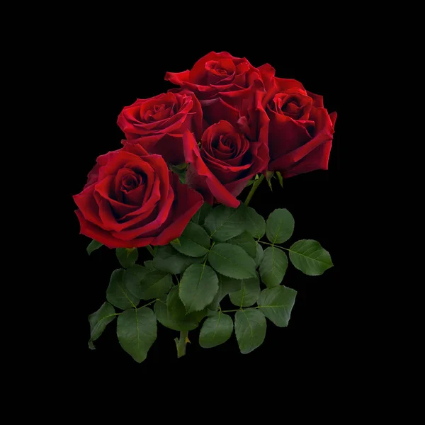 Bukett av røde roser med grønt bladverk – stockfoto