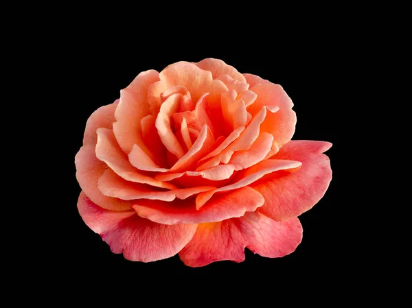 Rosa escarlata delicada aislada sobre fondo negro —  Fotos de Stock