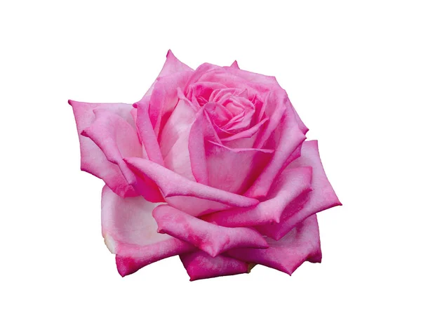 Rosa bonita fresca isolado no fundo branco — Fotografia de Stock