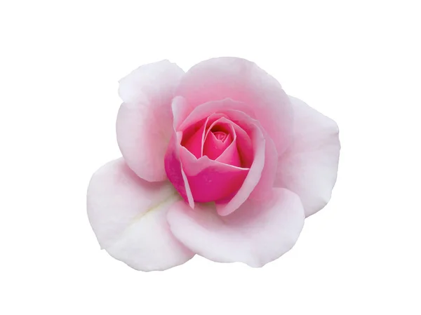 Świeże piękne różowe róże izolowane na białym tle — Zdjęcie stockowe