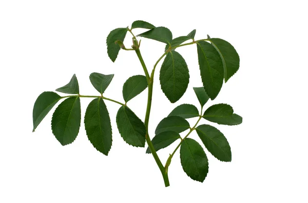 Feuilles de rose verte isolées sur fond blanc — Photo