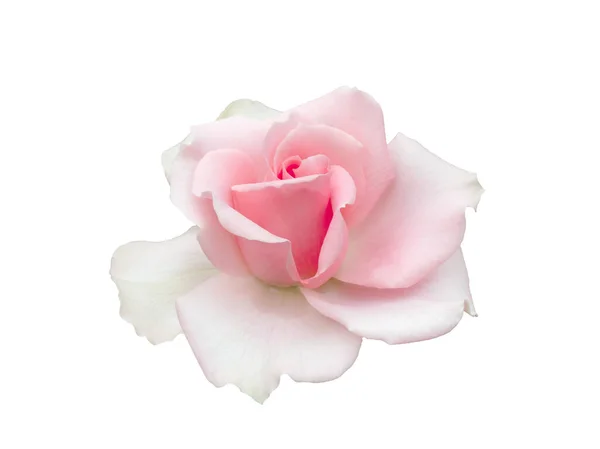 淡淡的粉红玫瑰，白色背景 — 图库照片