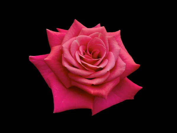 Dark pink rose is on black background — Fotografia de Stock