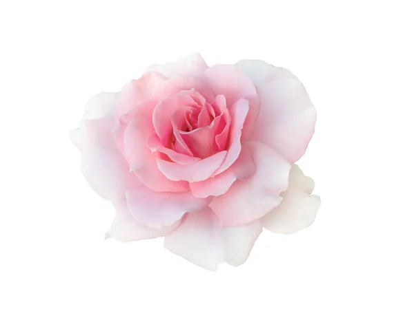 Frisch schöne rosa Rose isoliert auf weißem Hintergrund — Stockfoto