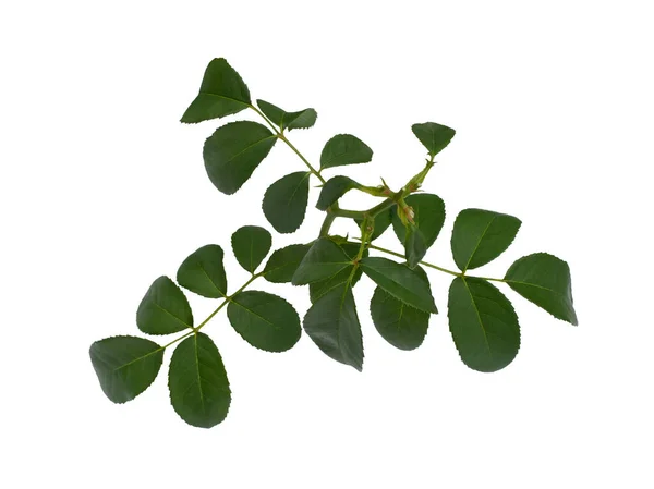Grüne Rosenblätter isoliert auf weißem Hintergrund — Stockfoto