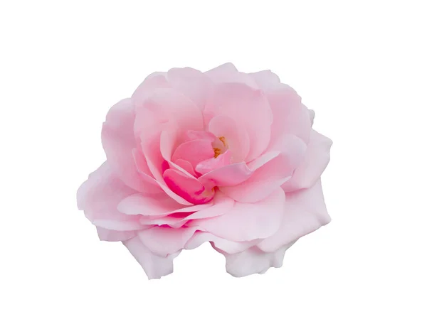 Φρέσκο όμορφο ροζ τριαντάφυλλο απομονωμένο σε λευκό φόντο — Φωτογραφία Αρχείου