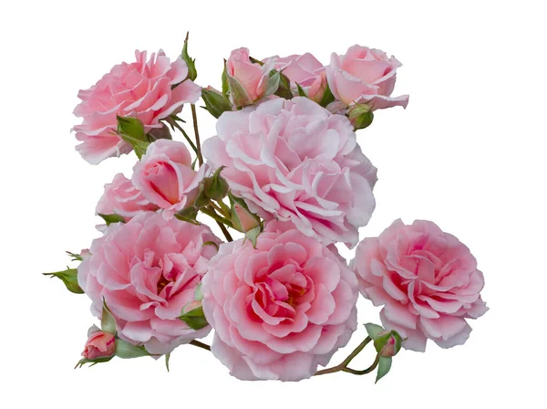 Нежные розовые розы с зелеными листьями изолированы на белом фоне — стоковое фото