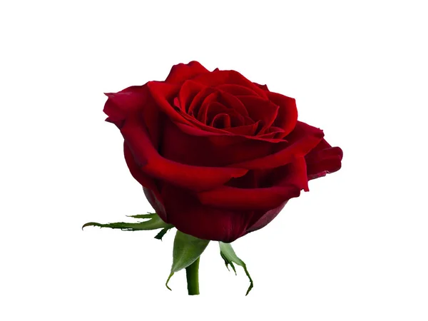 Tmavě červená růže se zelenými listy — Stock fotografie