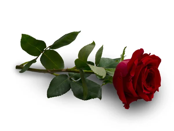 Σκούρο κόκκινο τριαντάφυλλο — Φωτογραφία Αρχείου