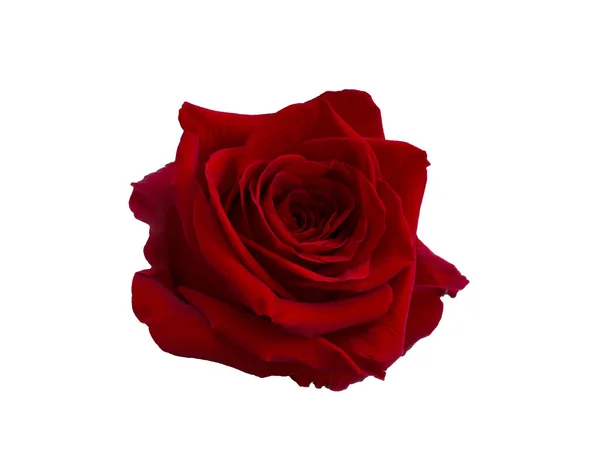 Donkerrode roos is op witte achtergrond — Stockfoto