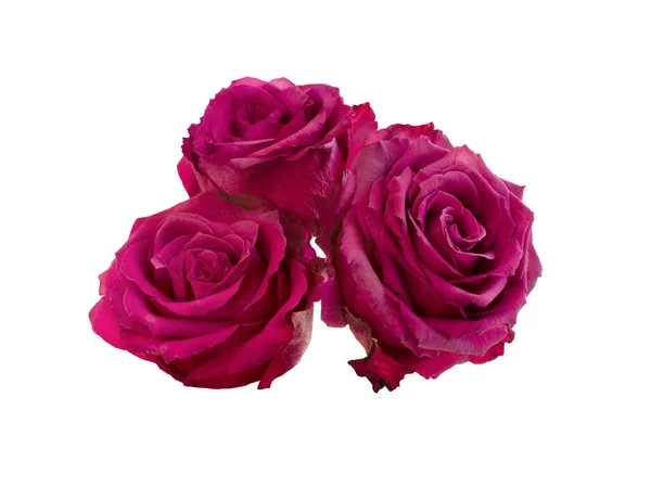 Rosa rosa flores arranjo isolado no fundo branco — Fotografia de Stock