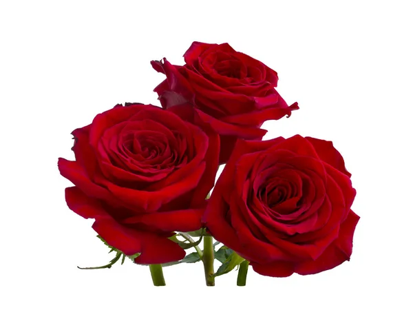 三朵暗红色的玫瑰，有阴影 — 图库照片#