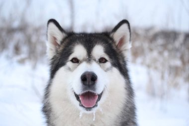 Evcil köpek Alaska Malamute kış portresi kar arka planında bulanık yatay fotoğraf