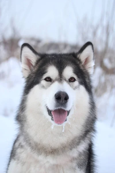 Perro Doméstico Alaskan Malamute Invierno Retrato Hocico Fondo Nieve Borrosa — Foto de Stock