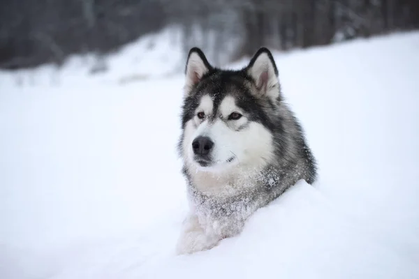 Domestic Dog Alaskan Malamute Winter Lies Half Turned Snow Background — Stock Photo, Image
