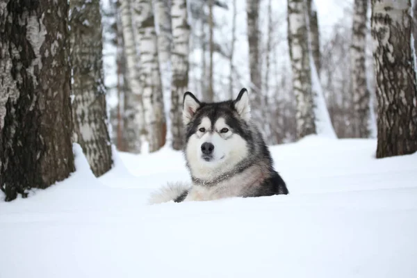 Domowy Pies Alaskan Malamute Zimie Leży Śniegu Gaju Brzozowym Patrząc — Zdjęcie stockowe