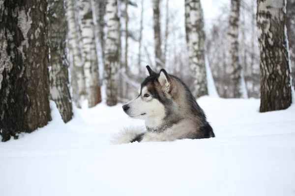 Pies Domowy Alaskan Malamute Zimie Leży Profilu Śniegu Gaju Brzozowym — Zdjęcie stockowe