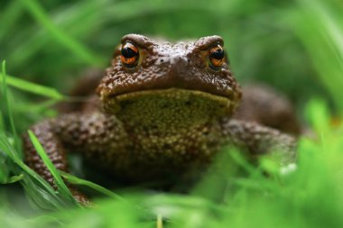 Yeşil çimenlikteki toprak kahverengi kurbağa yağmurlu havada kısmen odaklanır.