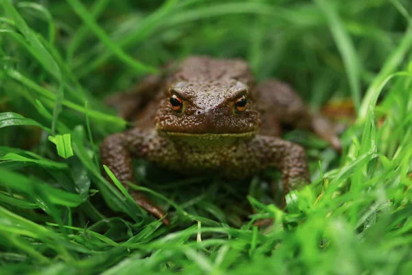 Earthen Brown Toad Green Grass Rainy Weather Close Partial Focus — Stock Fotó