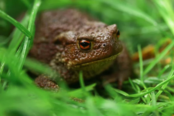 Earthen Brown Toad Green Grass Rainy Weather Close Partial Focus — Stock Fotó