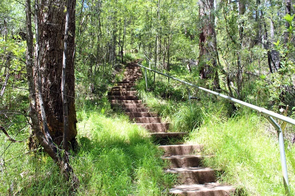 Pasos que conducen a la zona de aparcamiento y mirador Warren bosque nacional karri oeste de Australia — Foto de Stock