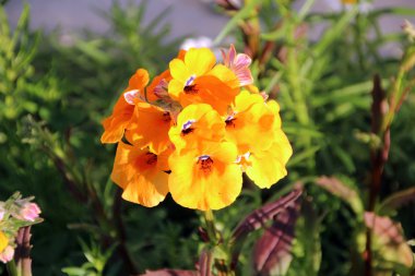 parlak sarı çiçekli yıllık nemesia bitki