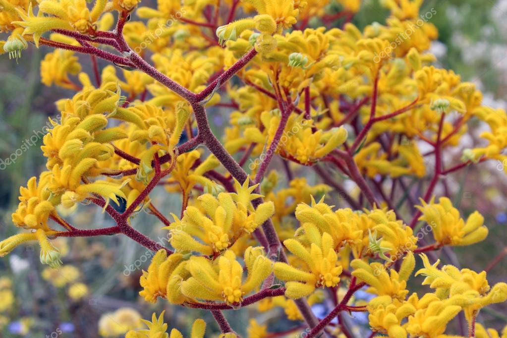 Clump of bright yellow flowering Australian kangaroo paws Stock Photo