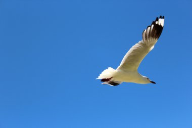Avustralya mavi gökyüzünde tam uçuşta beyaz martı