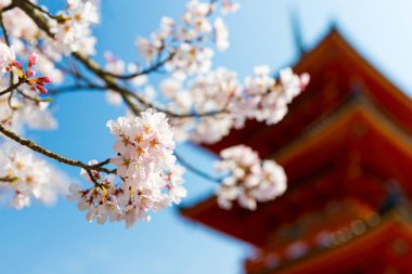 Kiyomizu Dera Tapınağı 'ndaki geleneksel bir Japon tapınağı olan Kiyomizu Blossom (Sakura) arka planı Japonya' nın Kyoto kentinde bahar sezonu boyunca devam etti. 
