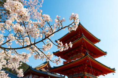 Japonya 'nın Kyoto kentinde bahar mevsimi boyunca açık mavi gökyüzü altında geleneksel bir Japon pagodası bulunan renkli Pembe Kiraz Çiçekleri (Sakura) 