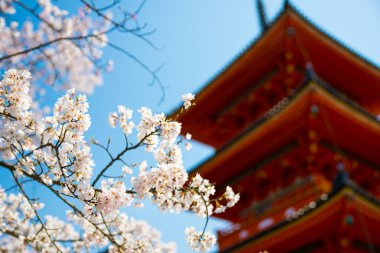 Japonya 'nın Kyoto kentinde bahar mevsimi boyunca açık mavi gökyüzü altında geleneksel bir Japon pagodası bulunan renkli Pembe Kiraz Çiçekleri (Sakura) 