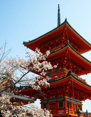 Kiraz çiçekleri (Sakura) ve Japonya 'nın Kyoto kentinde açık bir gökyüzü ile bahar mevsiminde geleneksel Japon üç katlı pagodası.