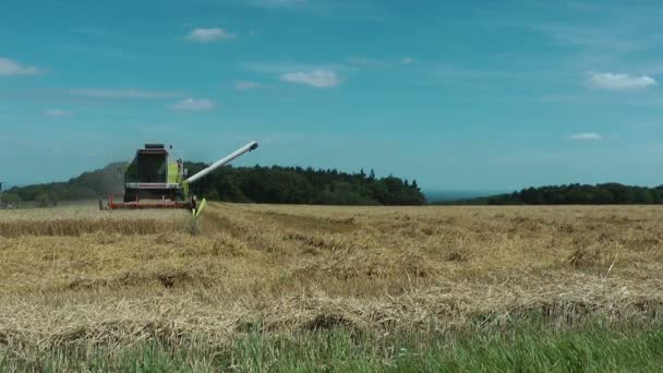 Kombajn zbożowy na polu pszenicy — Wideo stockowe