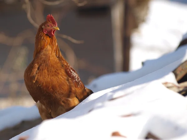 Chicken in the snow