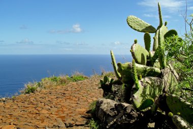 kaktüs la palma sahil