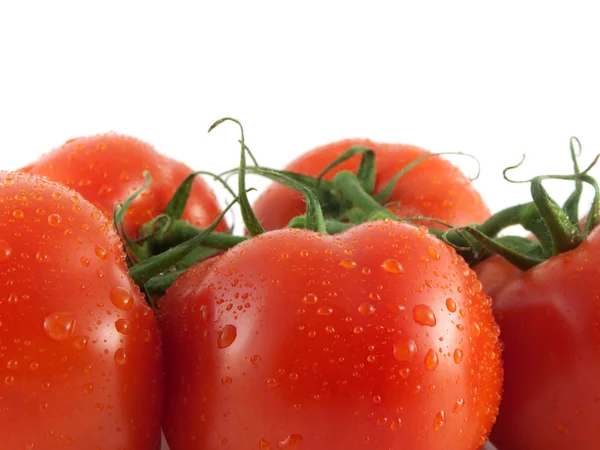 Verse rode tomaten op tak. geïsoleerd op wit. — Stockfoto