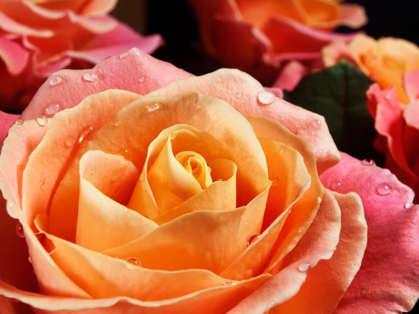 Nahaufnahme bunte Rosen (rosa, gelb, orange)). — Stockfoto