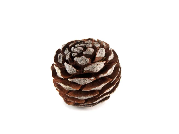 Brown pine cone isolated on white background — Stock Photo, Image