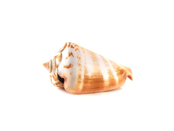 Mořská skořápka izolované na bílém pozadí. — Stock fotografie