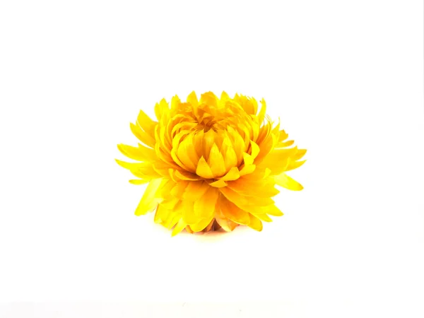 Decorativo fiore giallo essiccato. Isolato — Foto Stock