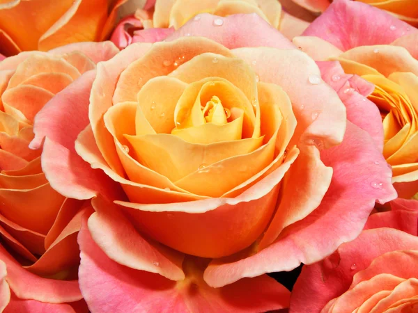 Rose colorate da primo piano (rosa, giallo, arancione ). — Foto Stock