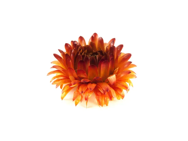 Decorativo fiore colorato essiccato. Isolato — Foto Stock