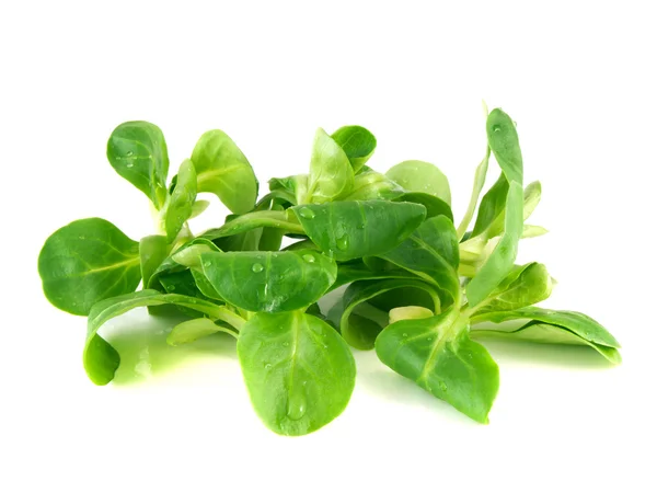 Valerianella locusta, majs sallad, lamm 's sallad — Stockfoto